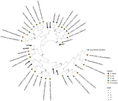 Identification of potential auxin response candidate genes for soybean rapid canopy coverage through comparative evolution and expression analysis